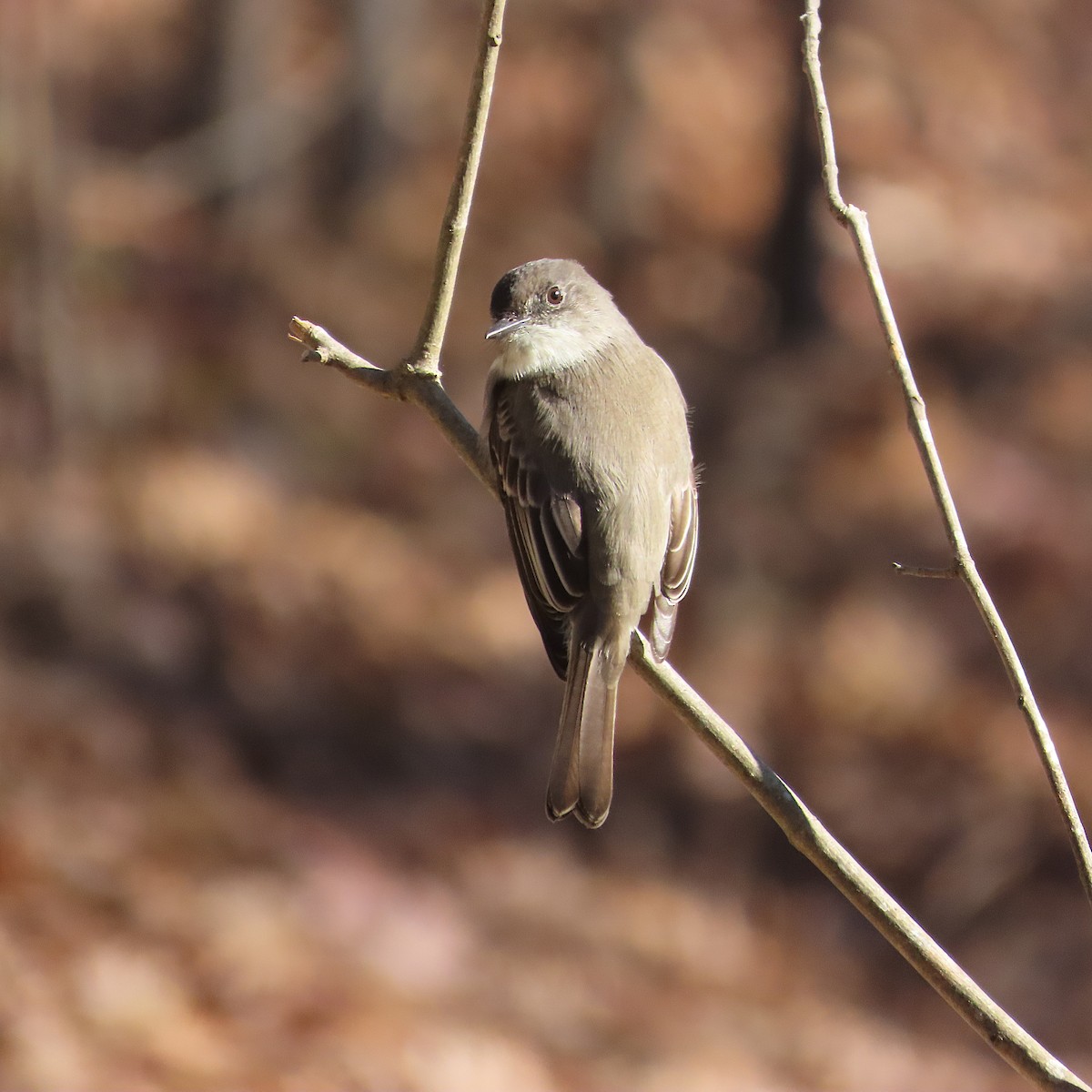 gråfibi - ML646864869