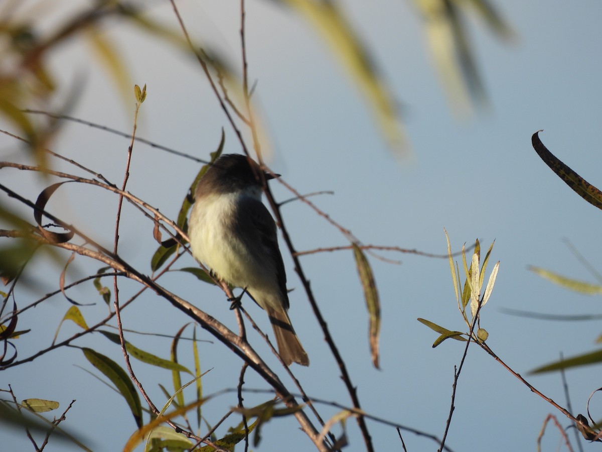 gråfibi - ML646864870