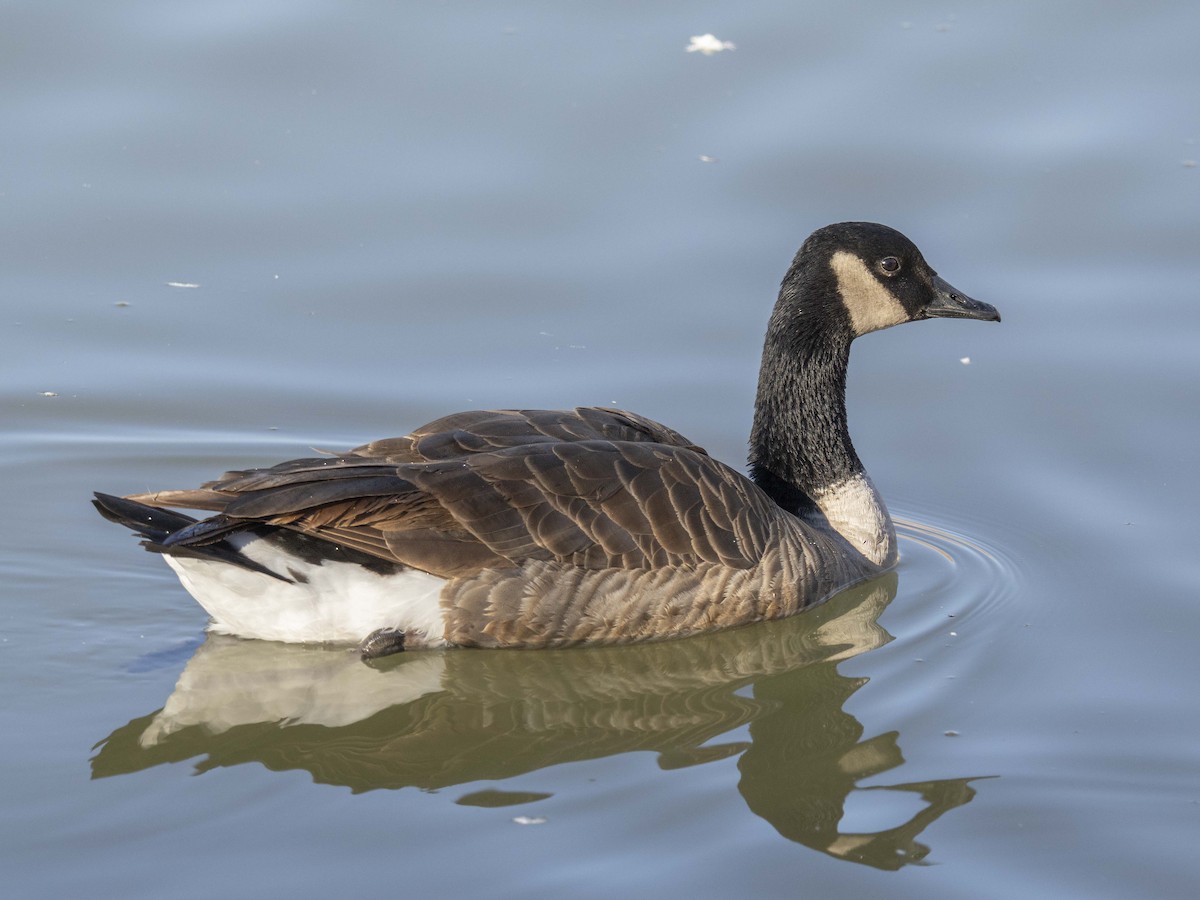 berneška velká - ML646864874