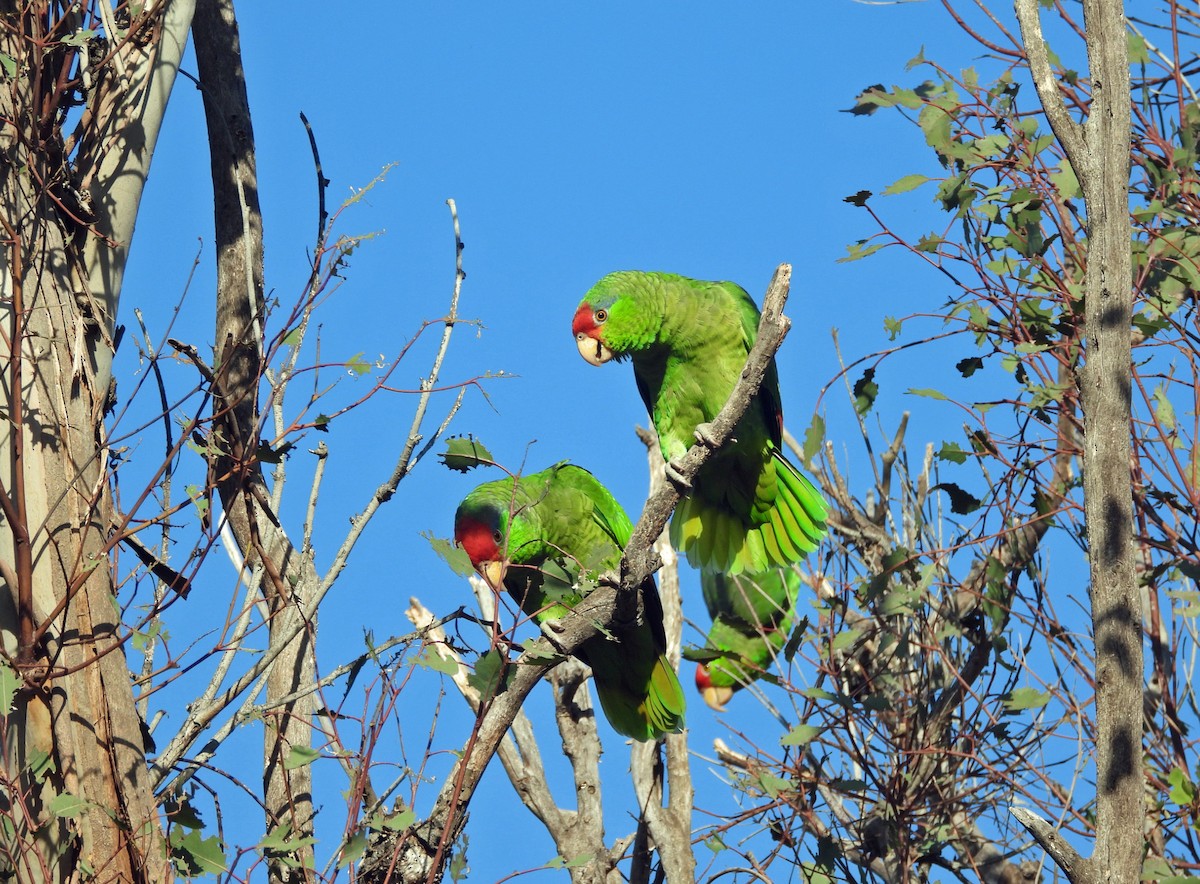 Зеленощёкий амазон - ML646864882
