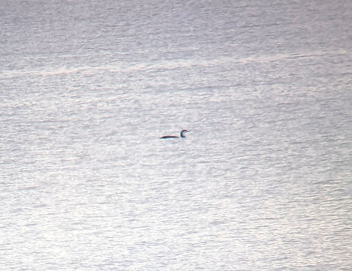 Colimbo Chico - ML646864887