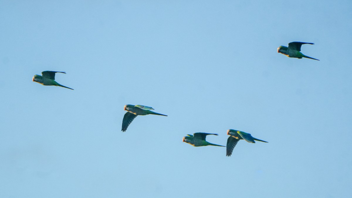 Mönchssittich - ML646864898