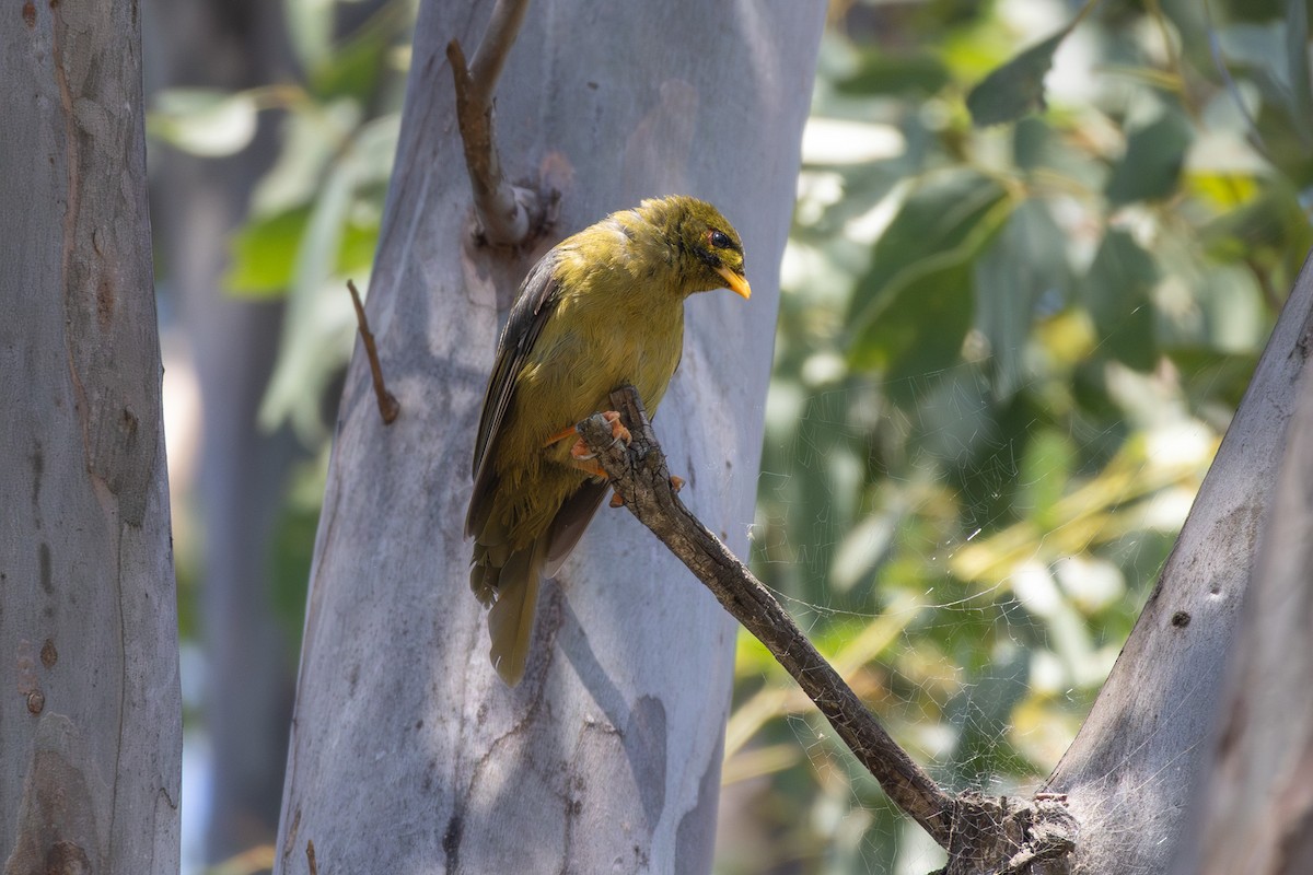 Bell Miner - ML646864901