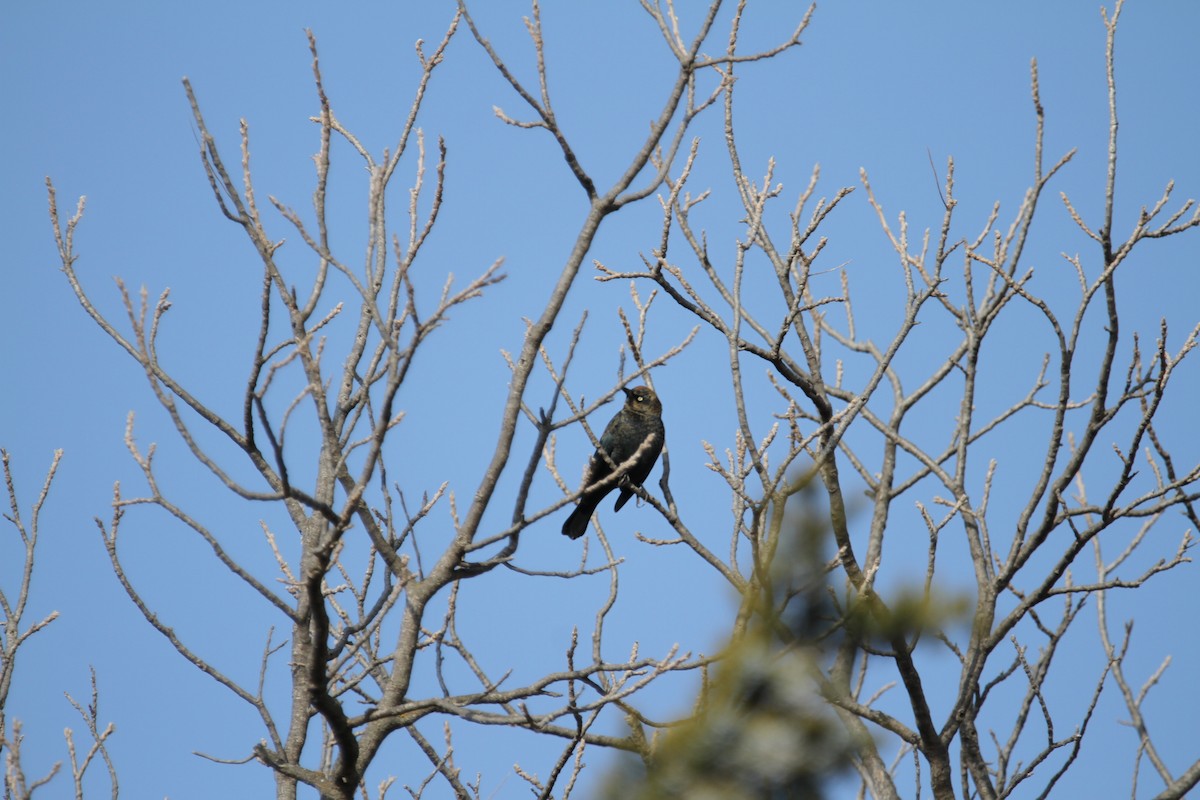 Rusty Blackbird - ML646864902