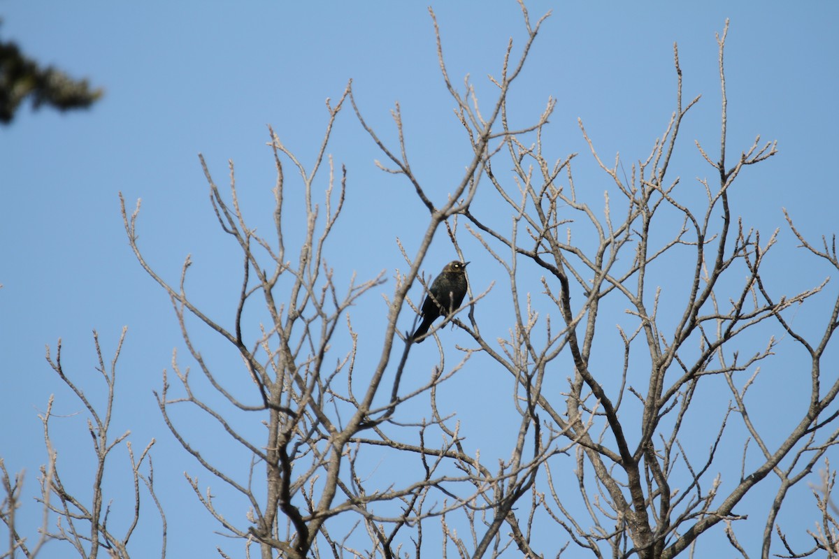 Rusty Blackbird - ML646864903