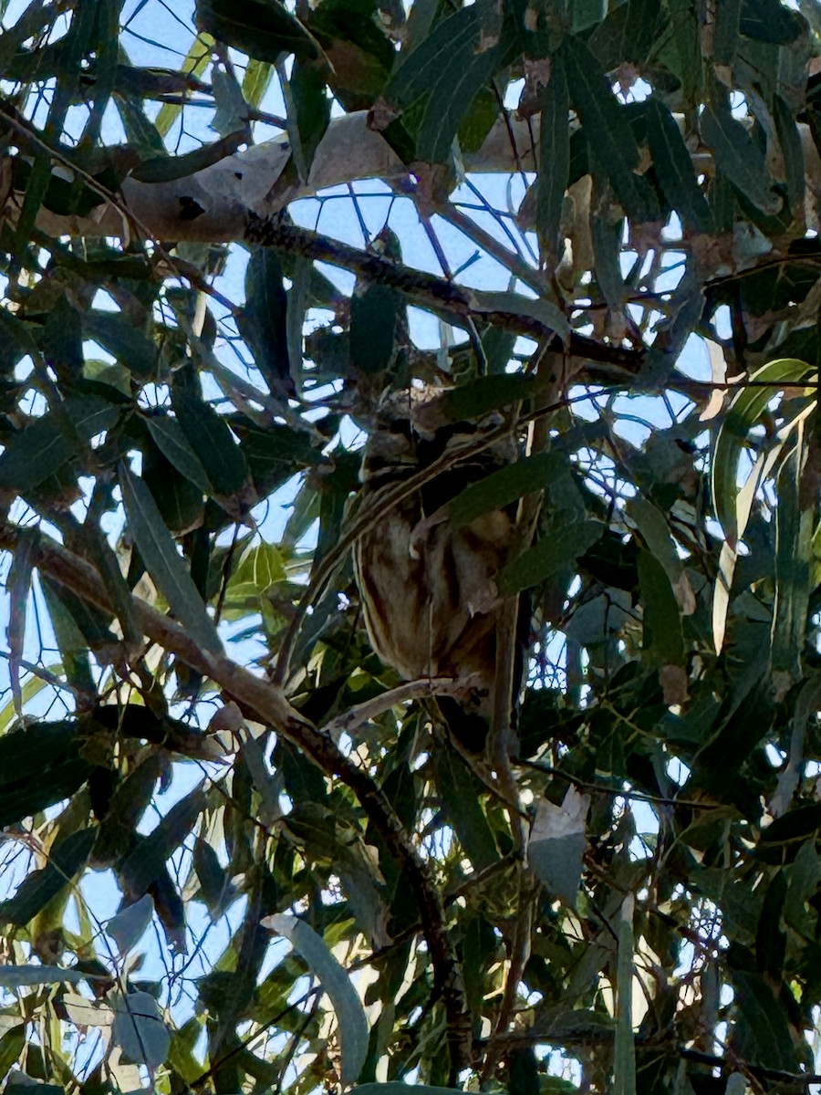 Northern Saw-whet Owl - ML646864904