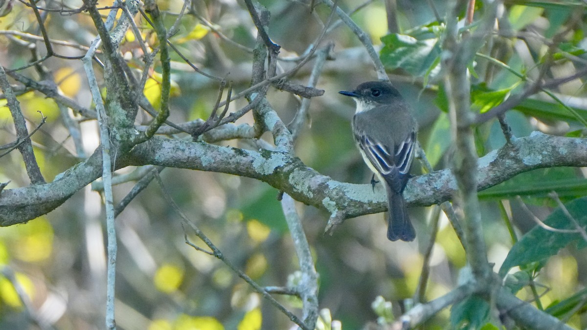 gråfibi - ML646864906