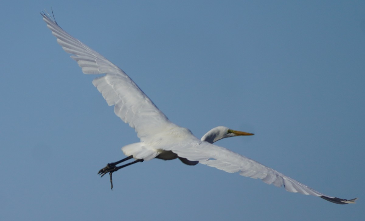 Grande Aigrette - ML646864914