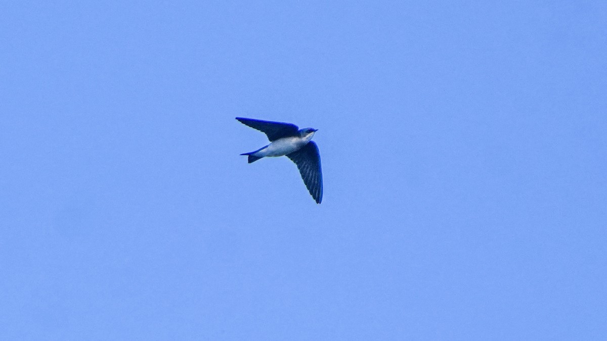 Tree Swallow - ML646864915