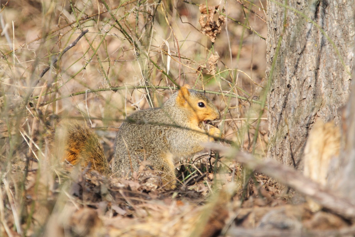 Animals - ML646864916