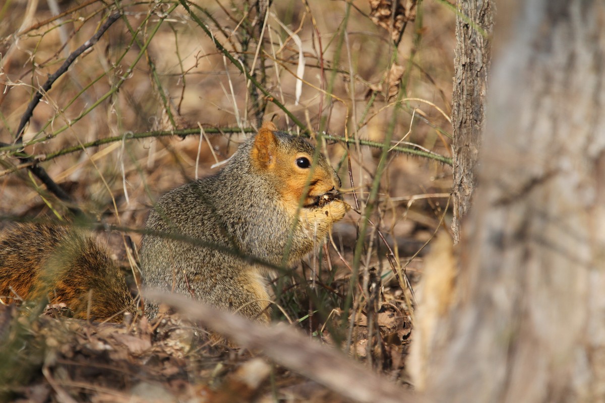 Animals - ML646864917