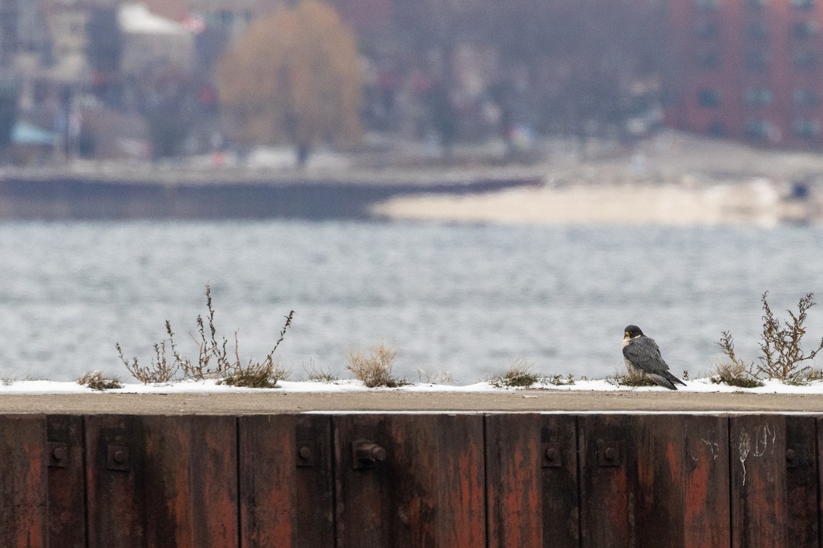 Сапсан - ML646864924