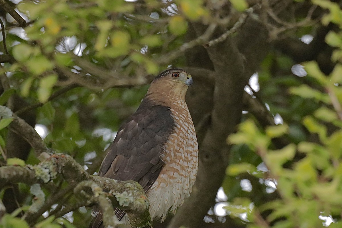 Cooper's Hawk - ML646864925