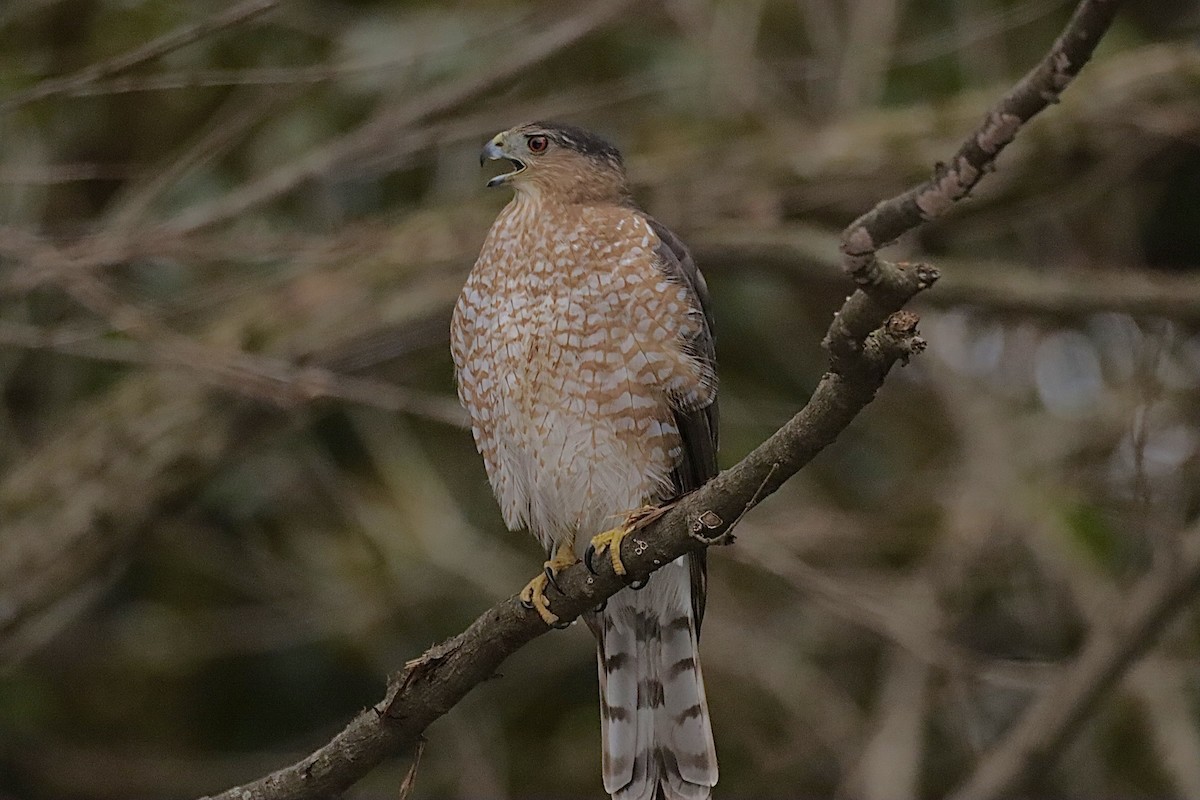 Cooper's Hawk - ML646864926