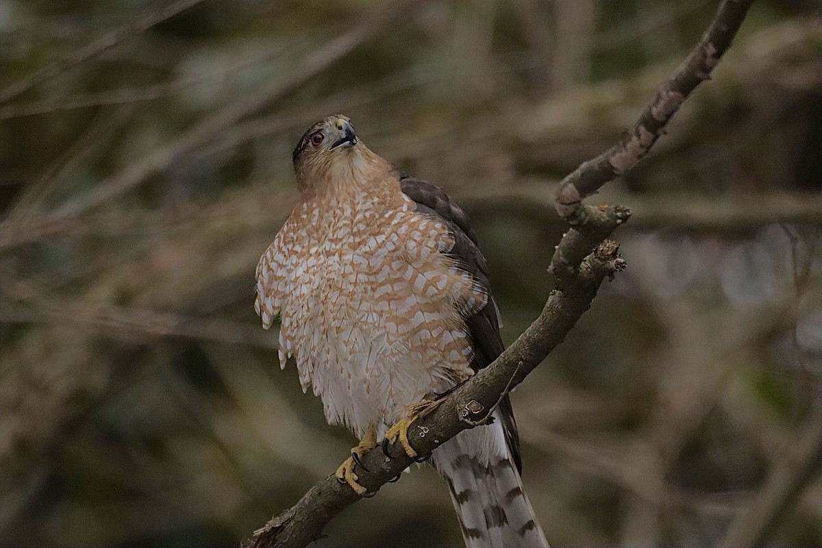 Cooper's Hawk - ML646864927