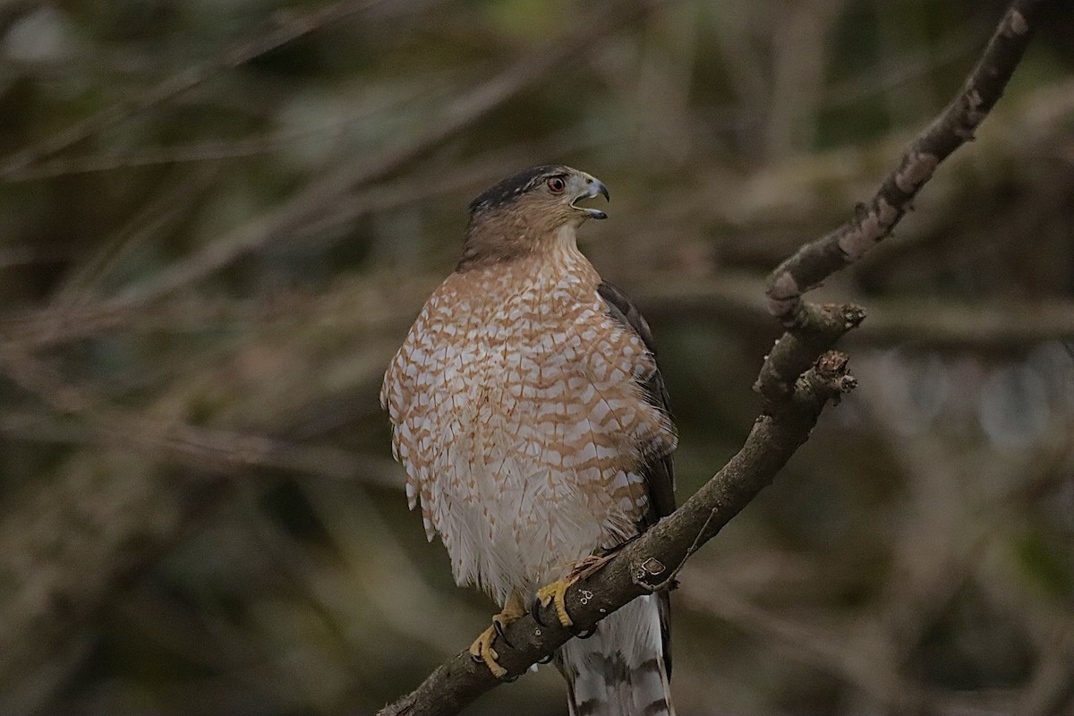 Cooper's Hawk - ML646864928