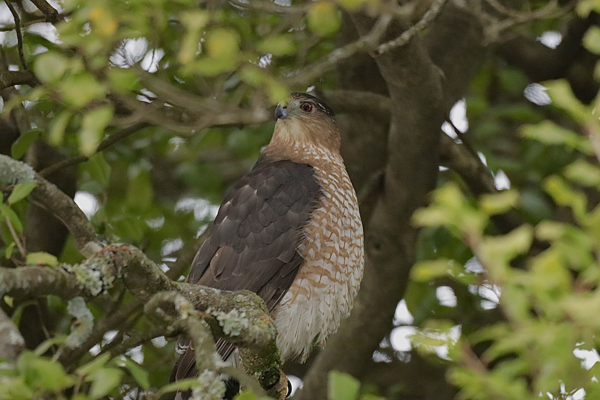 Cooper's Hawk - ML646864929