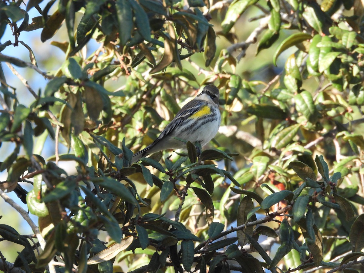 Taçlı Ötleğen - ML646864931