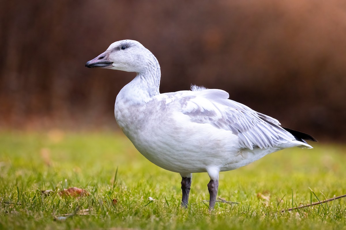 Snow Goose - ML646864932