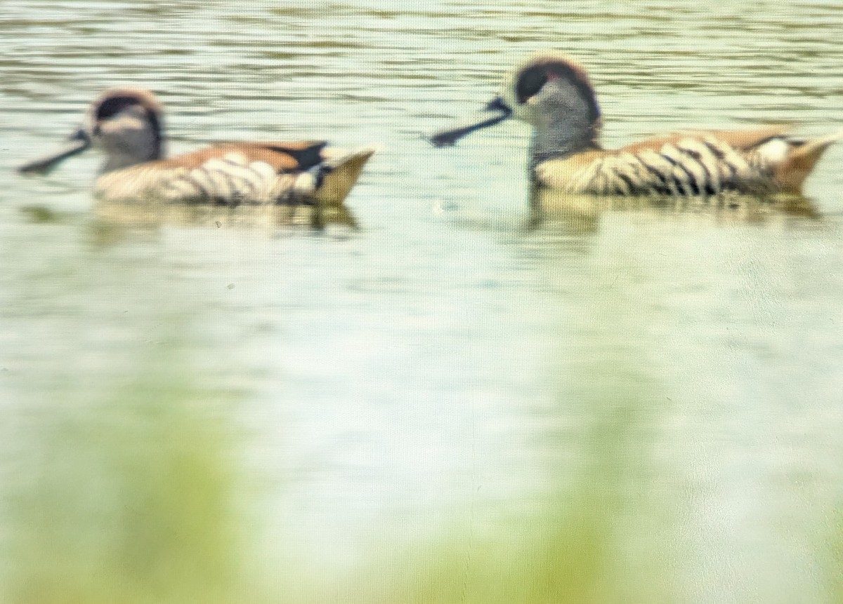 Pink-eared Duck - ML646864933
