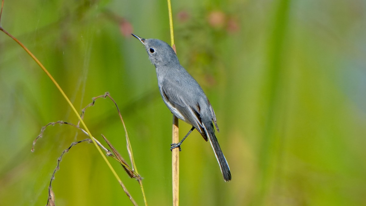 Blue-gray Gnatcatcher - ML646864934