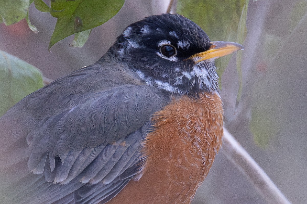 American Robin - ML646864935