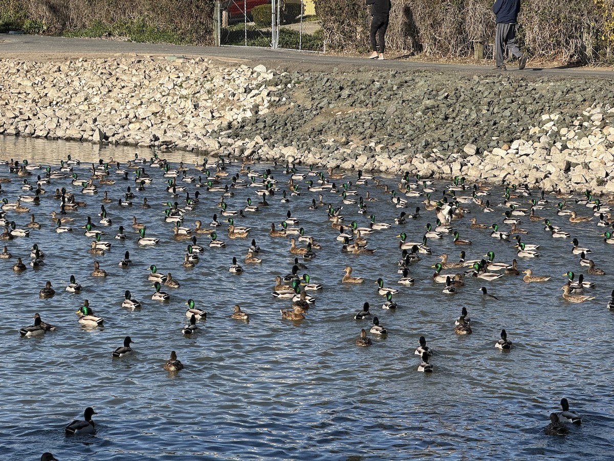 Mallard - ML646864936