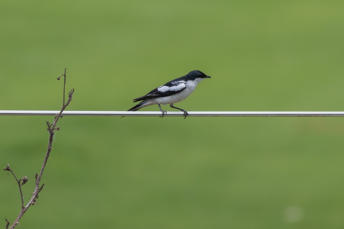 White-winged Triller - ML646864937