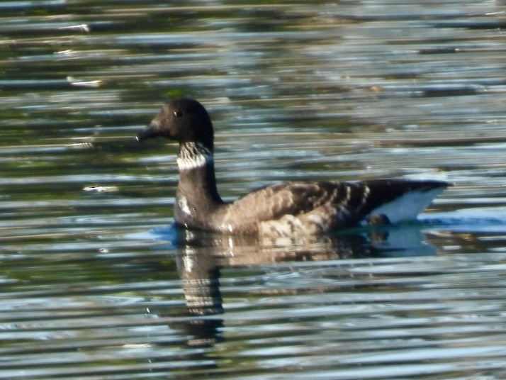 ברנטה כהה - ML646864938