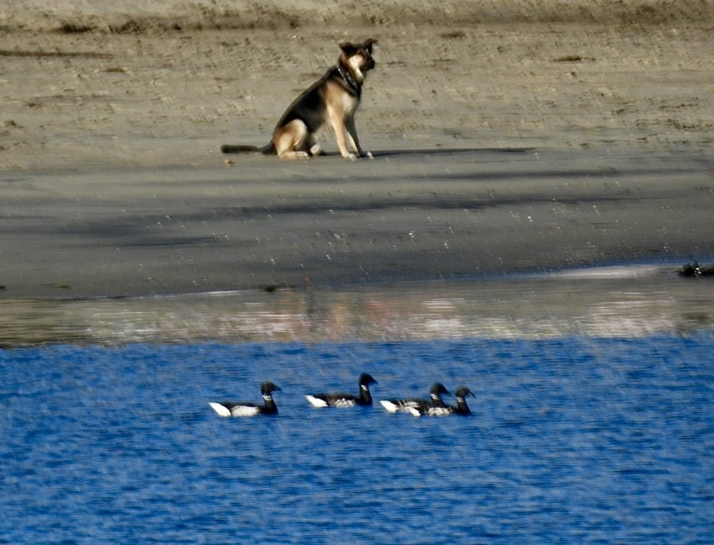 ברנטה כהה - ML646864939