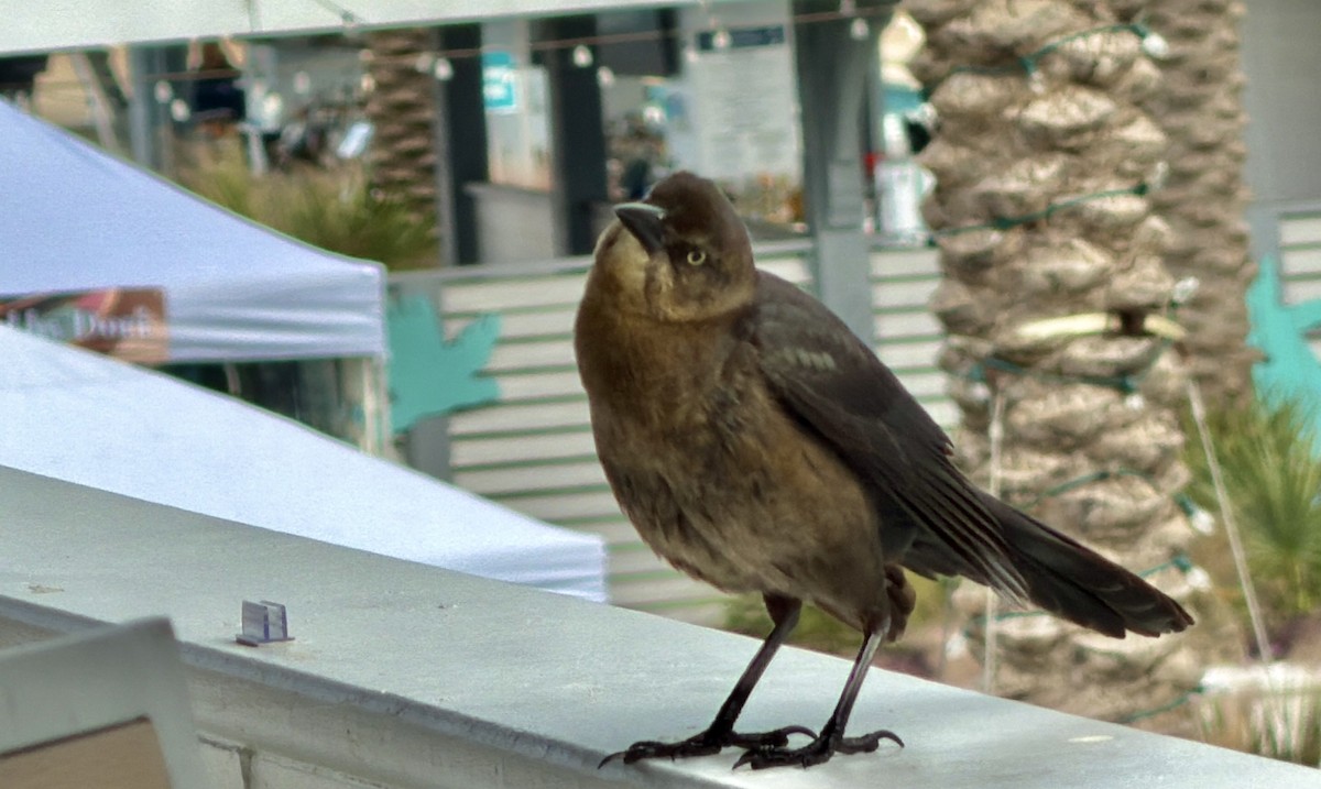 Great-tailed Grackle (Great-tailed) - ML646864940