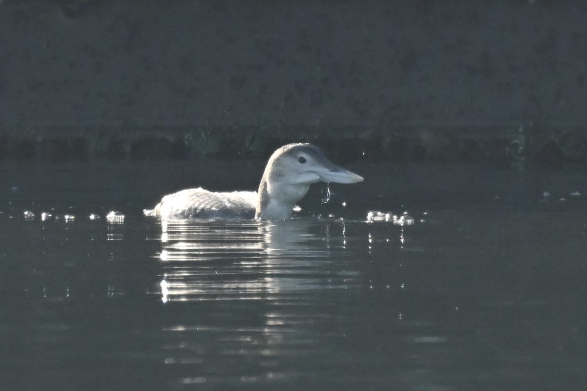 Yellow-billed Loon - ML646864942