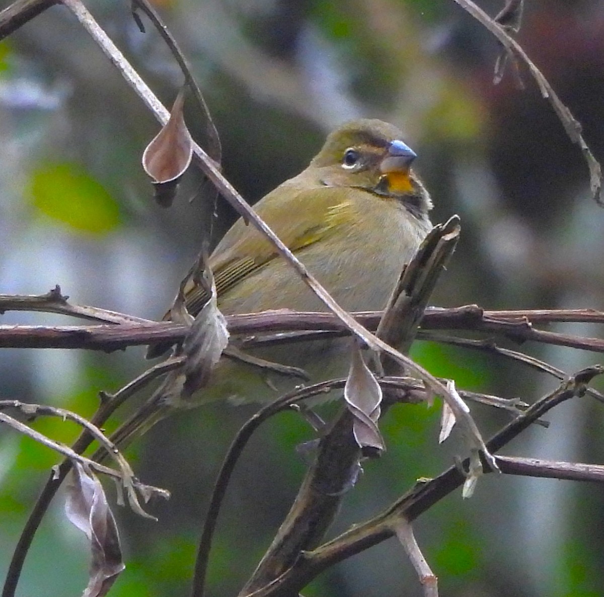 Yellow-faced Grassquit - ML646864946