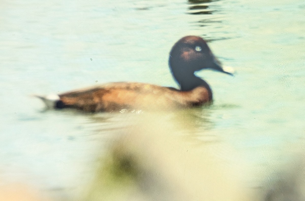 Hardhead - ML646864953