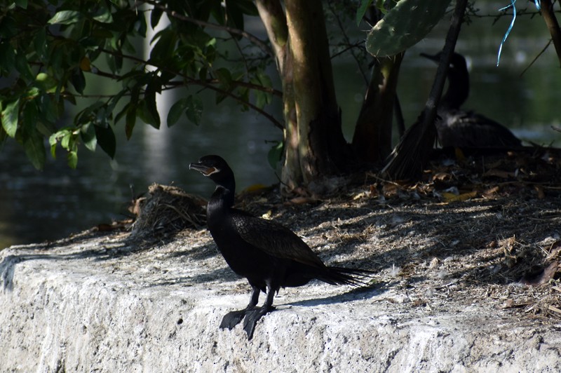 Neotropic Cormorant - ML646864965