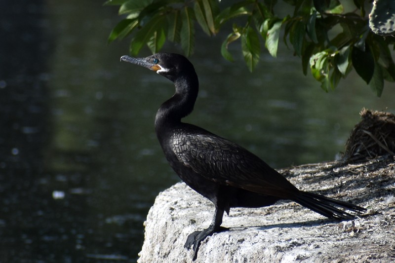 Neotropic Cormorant - ML646864966