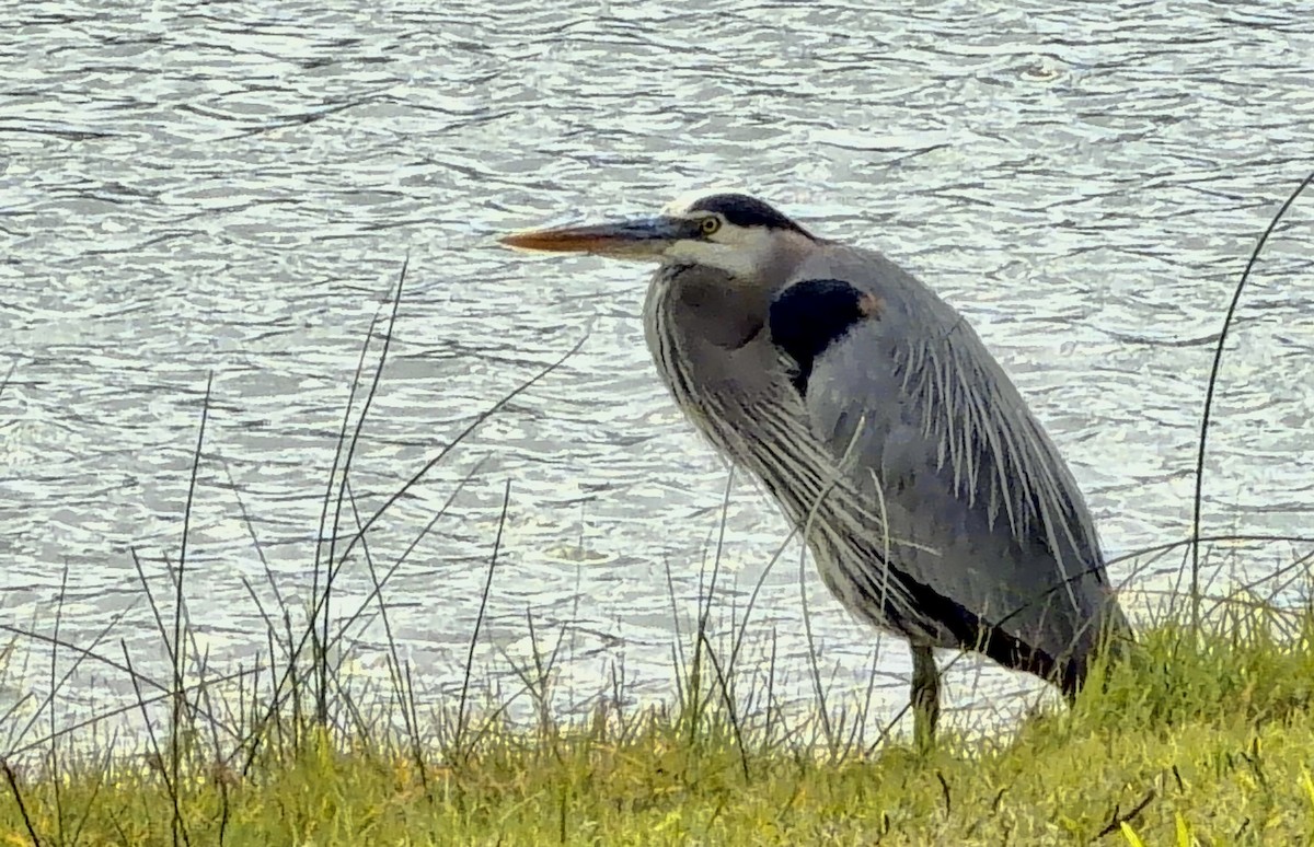 Great Blue Heron (Great Blue) - ML646864967