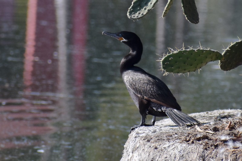 Neotropic Cormorant - ML646864968