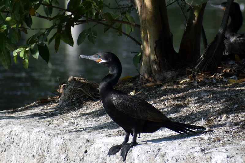 Neotropic Cormorant - ML646864969