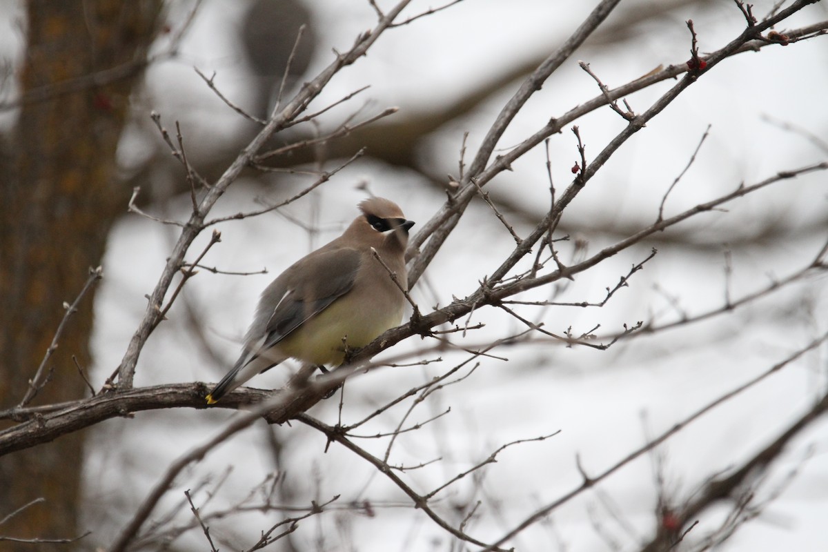 ヒメレンジャク - ML646864974