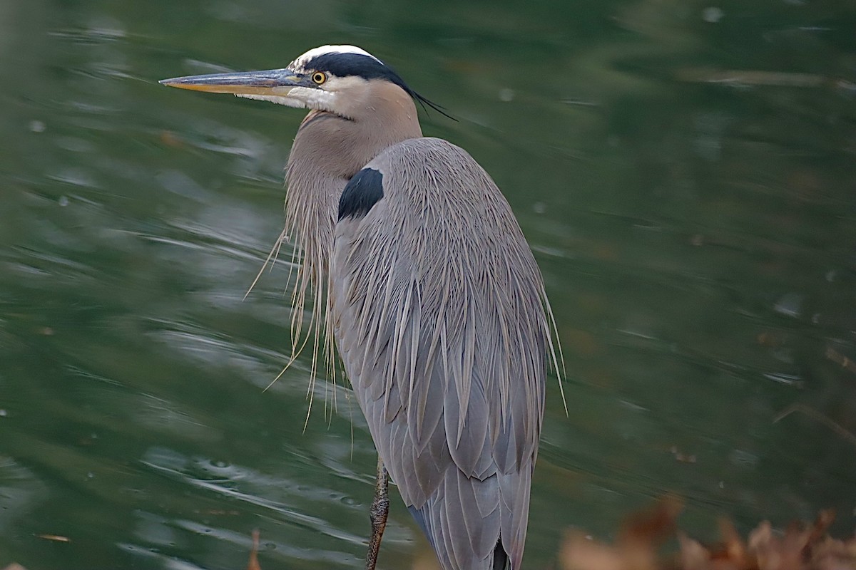 herodiashegre - ML646864975