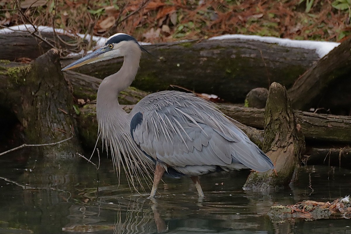 herodiashegre - ML646864976