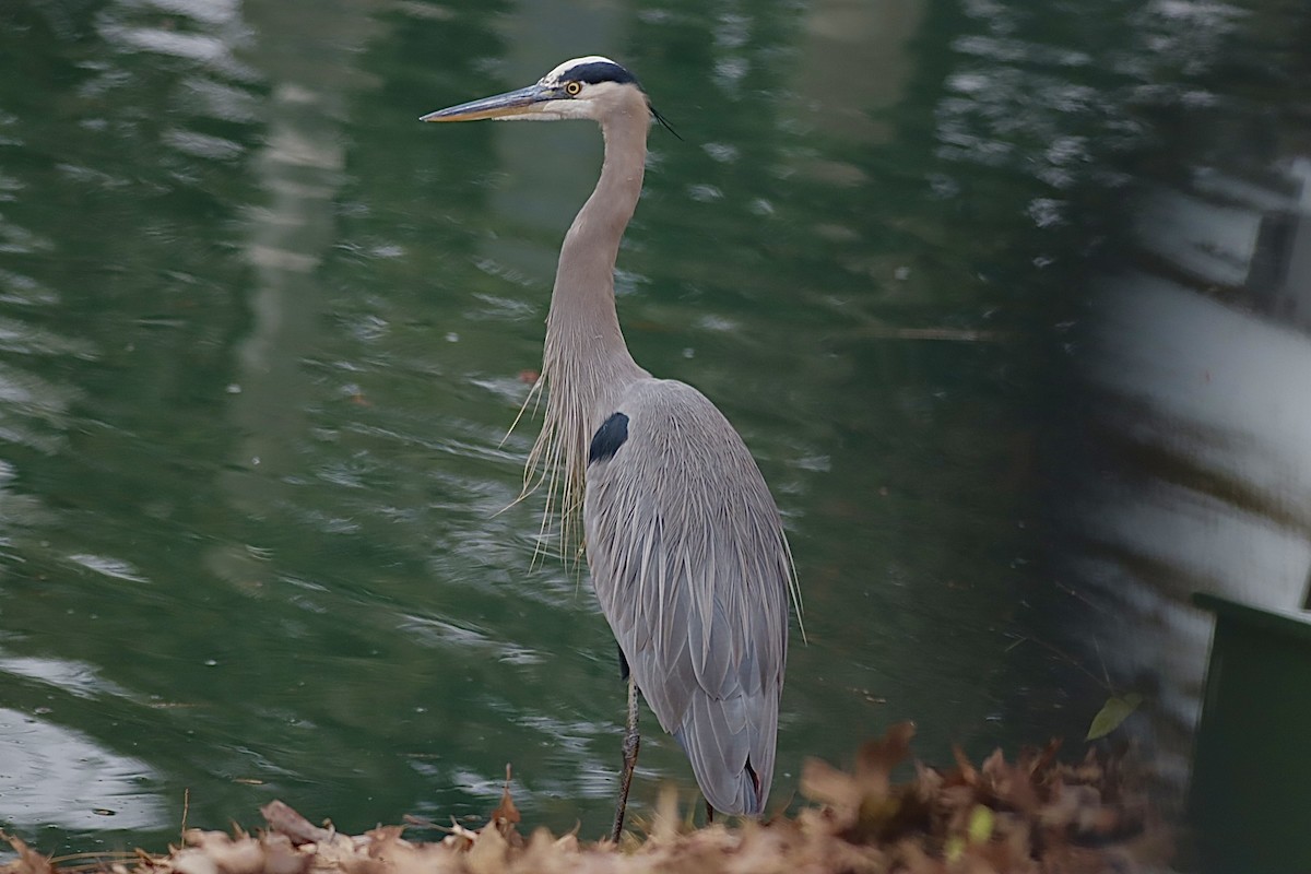 herodiashegre - ML646864977