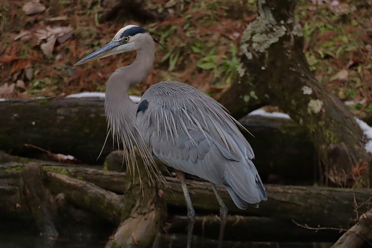 herodiashegre - ML646864978