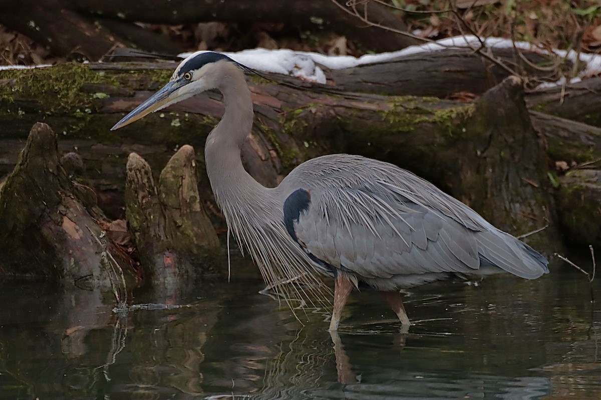 herodiashegre - ML646864979