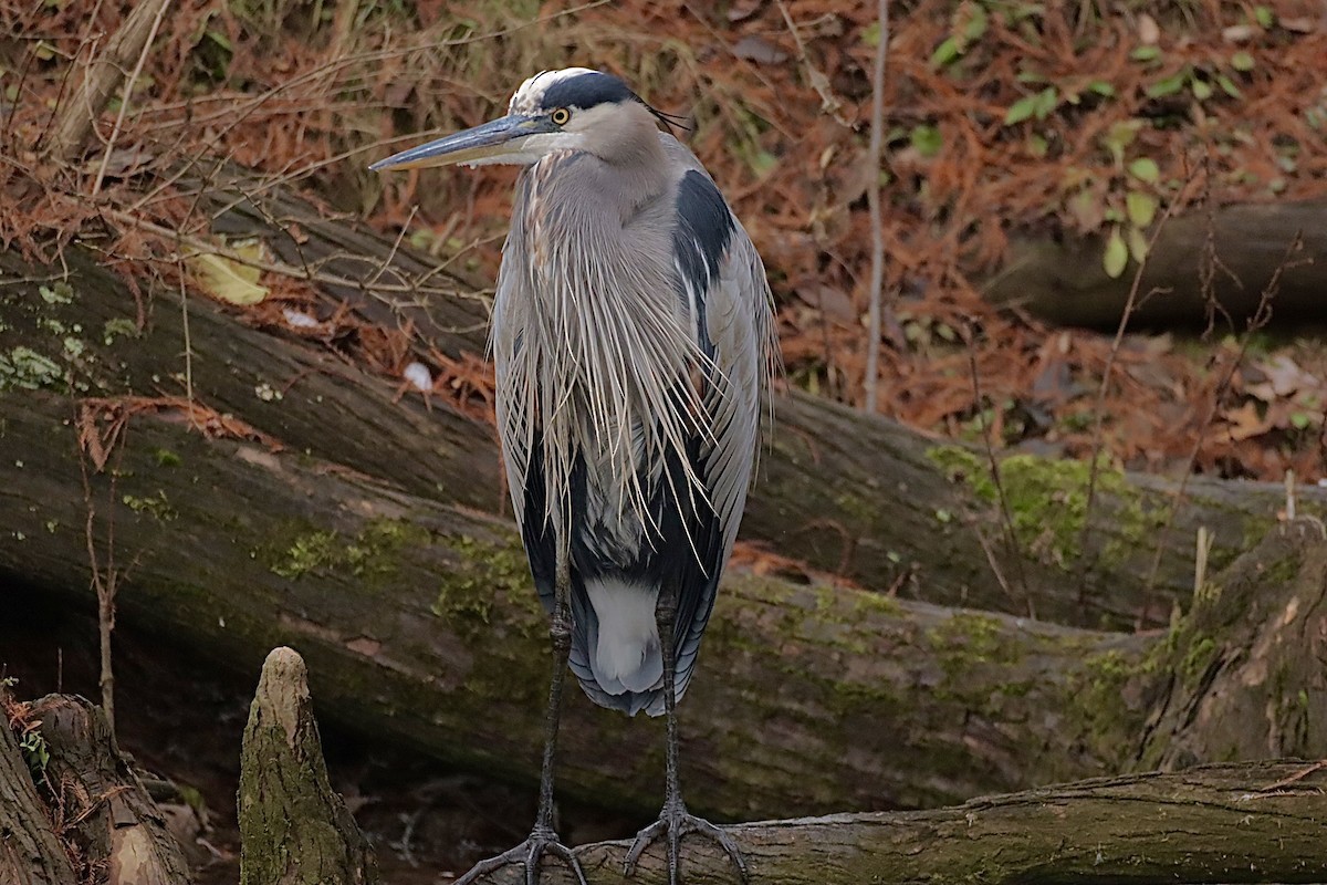 herodiashegre - ML646864980