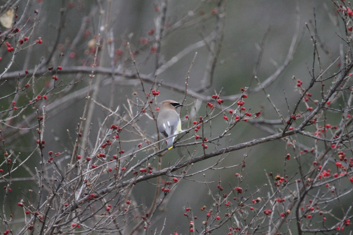 ヒメレンジャク - ML646864981