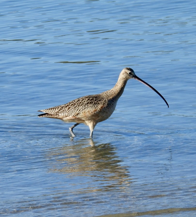 חרמשון ארוך-מקור - ML646864987