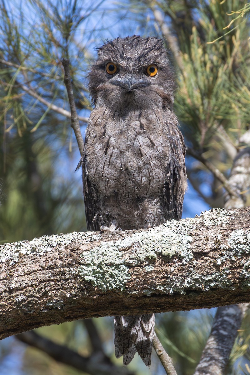 Tawny Frogmouth - ML646864989
