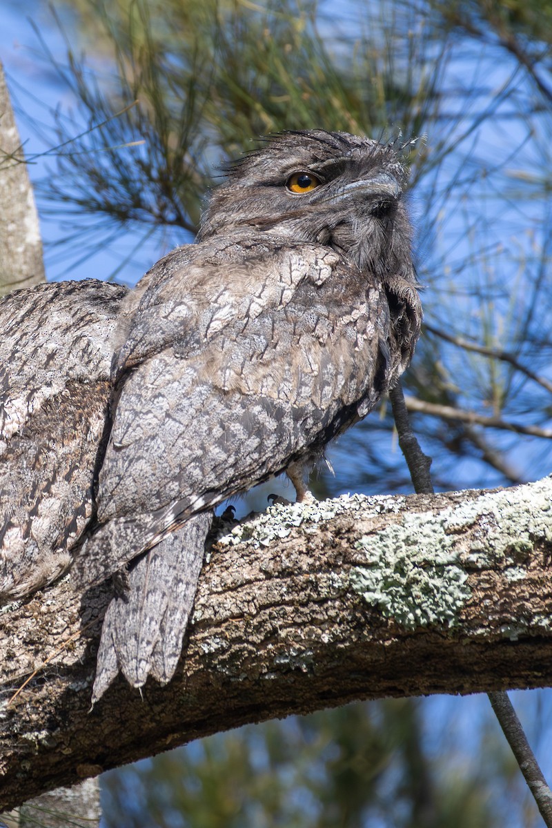 Tawny Frogmouth - ML646864990